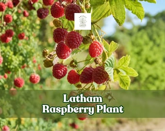 May include: Image of a Latham Raspberry Plant with vibrant red berries. The berries are clustered on green stems with green leaves, set against a blurred green background. The text "Latham Raspberry Plant" is displayed at the bottom.