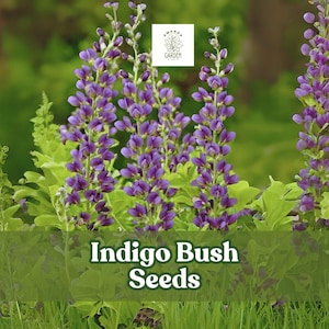 50 Indigo Bush Seeds – Indigofera amblyantha – Pink Flowering Shrub – Ornamental Hedge – Pollinator Friendly