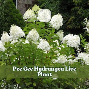 May include: A Pee Gee Hydrangea live plant featuring numerous cone-shaped clusters of small white flowers on green stems with serrated leaves. A circular logo reads Amanda Garden and text at the bottom states Pee Gee Hydrangea Live Plant.