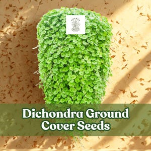 Dichondra Repens Seeds (100) | Evergreen Ground Cover Lawn Alternative