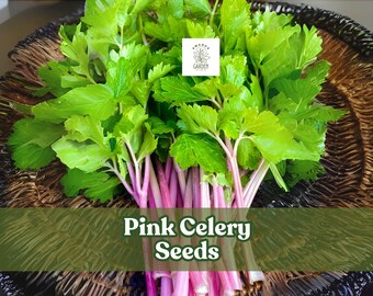 50 Pink Celery Seeds – Chinese Heirloom Apium graveolens – Non-GMO Garden Vegetable Seeds for Planting