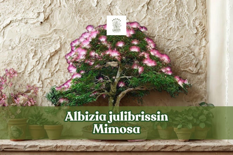 20-albizia-julibrissin-mimosa-pink-silk-bloom-tree-bonsai-or