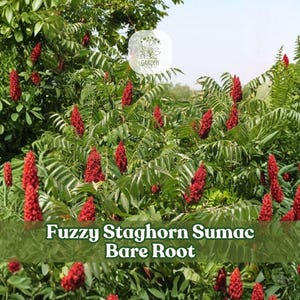 1 Fuzzy Staghorn Sumac Bare Root Tree 12-24" Rhus Typhina