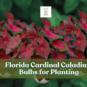 Florida Cardinal Caladium Bulbs for Planting – Perennial Hosta Companion – Bold Red & Green Foliage (6 Bulbs)