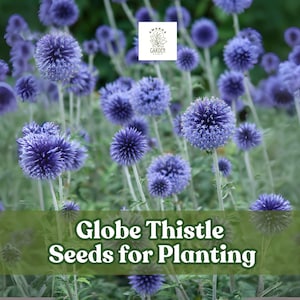 30 Globe Thistle Seeds – Exotic Blue Flowers – Hardy Perennial for Pollinator & Drought-Tolerant Gardens