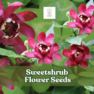 5 Sweetshrub Seeds – Carolina Allspice (Calycanthus floridus) – Fragrant Flowering Shrub for Garden & Landscaping