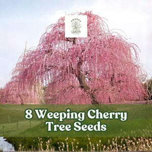 May include: An image of a weeping cherry tree in full bloom, with cascading pink blossoms. The tree is set against a backdrop of green grass and a cloudy sky. The text "8 Weeping Cherry Tree Seeds" is displayed at the bottom.