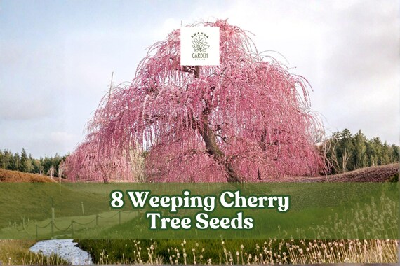8 Weeping Cherry Tree Seeds for Planting Flowering Bonsai