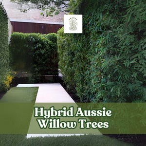 May include: A lush green garden path lined with tall, dense hedges. The path is made of white concrete and green artificial turf. The image features the text "Hybrid Aussie Willow Trees" in a green banner.