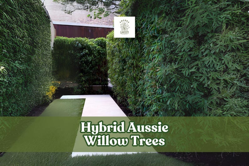 10 Hybrid Aussie Willow Trees: Fast Growing Privacy Hedge - Etsy