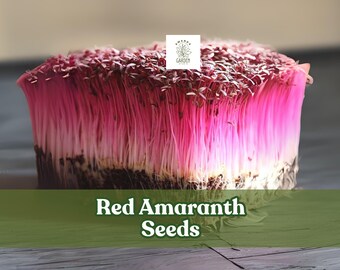 Red Amaranth Seeds: Heirloom Non-GMO Microgreens
