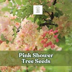 10 Pink Shower Tree Seeds – Cassia grandis – Tropical Flowering Tree with Pink Blooms