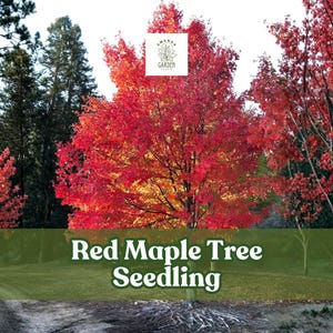 May include: A vibrant image of a red maple tree seedling. The tree's leaves are a brilliant red, contrasting with the green grass and the dark green of the background trees. The text "Red Maple Tree Seedling" is displayed on a green banner.