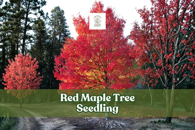 May include: A vibrant image of a red maple tree seedling. The tree's leaves are a brilliant red, contrasting with the green grass and the dark green of the background trees. The text "Red Maple Tree Seedling" is displayed on a green banner.