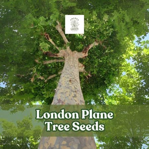 May include: A tall London Plane tree with a light-colored trunk and green leaves, viewed from below against a blue sky. The image includes the text "London Plane Tree Seeds" in a green banner.