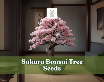 10 Sakura Bonsai Tree Seeds | Japanese Cherry Blossom