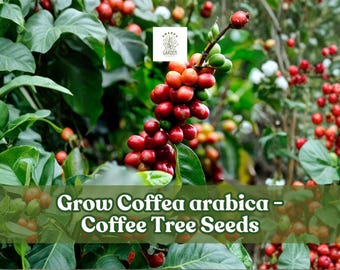 May include: Image of coffee plant with green leaves and clusters of red coffee cherries. The text "Grow Coffea arabica - Coffee Tree Seeds" is displayed across the bottom of the image.