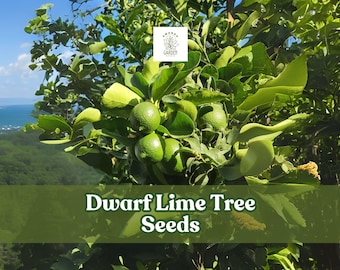 Dwarf Lime Tree Seeds: Citrus Bonsai or Patio Tree