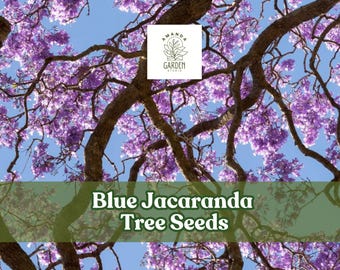 25 Blue Jacaranda Mimosifolia Seeds – Organic Exotic Tree For Subtropical Gardens
