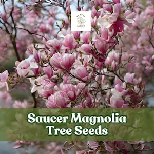 Saucer Magnolia Tree Seeds: Pink, Purple, & White Blooms