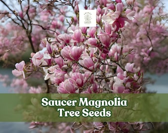 Saucer Magnolia Tree Seeds: Pink, Purple, & White Blooms
