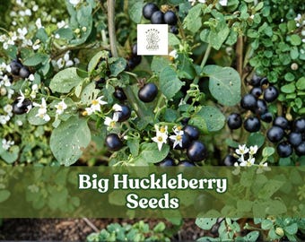 30 Big Huckleberry Seeds: Hardy Wild Berry Shrub