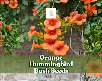 Orange Hummingbird Bush Seeds | Hamelia Patens, Tropical Blooms (25 Seeds)