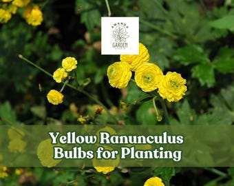 Yellow Ranunculus Bulbs: Bright Spring Blooms for Pots & Bouquets