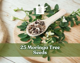 25 Moringa Tree Seeds for Planting | Moringa oleifera | Fast Growing Tropical Garden