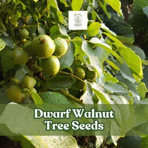 May include: Close-up of a dwarf walnut tree branch with green leaves and unripe walnuts. The image features the text "Dwarf Walnut Tree Seeds" in a green banner across the bottom. A small logo is in the top right corner.