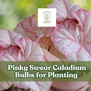 6 Pinky Swear Caladium Bulbs for Planting – Perennial Hosta Companion – Pink & Green Elephant Ear Foliage