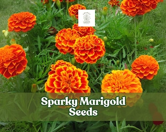 500 Sparky Marigold Seeds – Tagetes – Colorful Annual Flower Seeds – Easy to Grow Garden Blooms