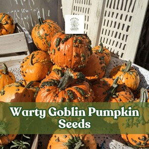 May include: A collection of orange Warty Goblin pumpkins with green warts and stems. Some pumpkins are in a wooden crate, others are on a white surface. The text "Warty Goblin Pumpkin Seeds" is displayed on the image.