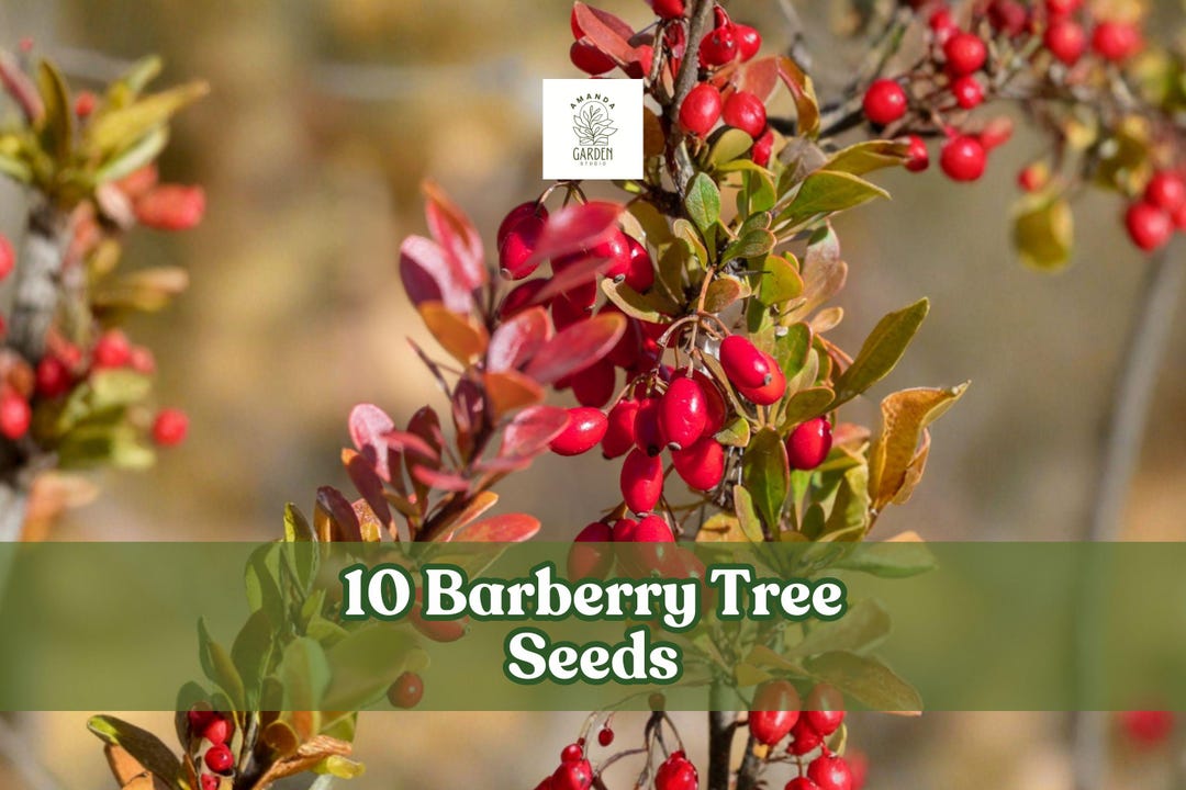 10 Barberry Tree Seeds for Planting | Berberis Vulgaris | Hardy ...