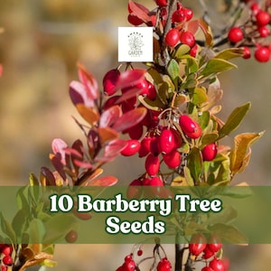 May include: Image of barberry tree branches with vibrant red berries and green and red leaves. The text "10 Barberry Tree Seeds" is displayed on a green banner. The background is blurred, suggesting an outdoor setting.