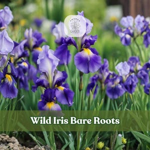 May include: A cluster of vibrant purple and light blue iris flowers with yellow centers and green stems. A circular logo with the text Amanda Garden is visible, and the text Wild Iris Bare Roots is printed at the bottom of the image.