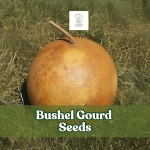 10 Bushel Gourd Seeds – Lagenaria siceraria – Giant Round Gourds for Crafts & Decoration