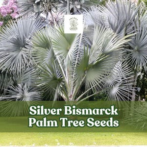 Silver Bismarck Palm - Etsy