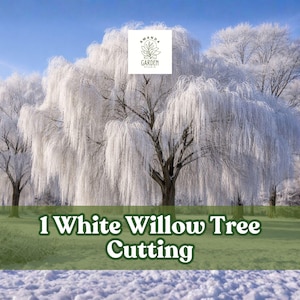 1 White Willow Tree Cutting – Silver Leaf Garden Tree
