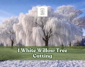 1 White Willow Tree Cutting – Silver Leaf Garden Tree