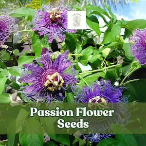 Passion Flower Seeds: Exotic Vine for Trellis, Bonsai & Pollinator Gardens