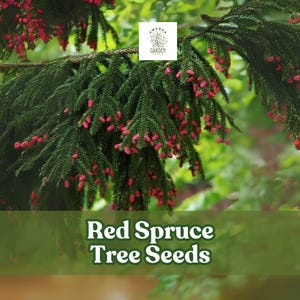 30 Red Spruce Tree Seeds – Picea rubens – Hardy Evergreen Conifer for Landscaping and Reforestation