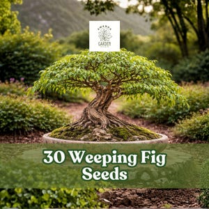 May include: A bonsai weeping fig tree with lush green leaves and a twisted trunk, planted in a round pot. The image includes the text "30 Weeping Fig Seeds" and a logo for Amanda's Garden.
