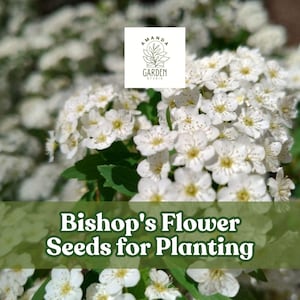 100 Bishop&#39;s Flower Seeds – Elegant White Blooms – Pollinator-Friendly Annual for Garden Borders & Cut Flowers