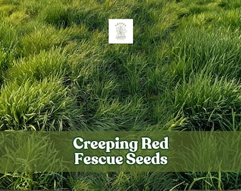 1,000 Creeping Red Fescue Seeds | Festuca rubra | Low-Maintenance Lawn Grass | Shade Tolerant Groundcover