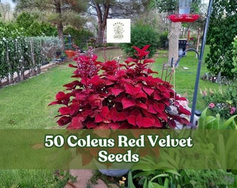50 Coleus Red Velvet Seeds for Planting | Coleus scutellarioides | Foliage Shade Garden Plant