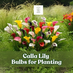 1 Mixed Color Calla Lily Bulbs – Elegant Blooms for Garden or Containers