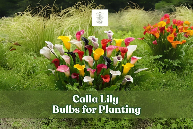 AmandagardenStudio Calla Lily Bulbs - Thumbnail 2