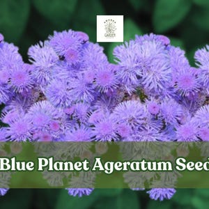 May include: Close-up of vibrant blue Ageratum flowers. The image features a cluster of fluffy, pom-pom-like blooms in shades of lavender and purple. The text "Blue Planet Ageratum Seeds" is displayed at the bottom, suggesting a product for gardening.