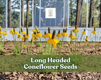 100 Long Headed Coneflower Seeds: Native Prairie Wildflower